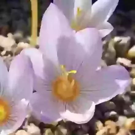 Zonatus